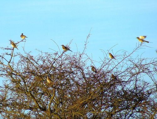 Four fieldfares with four redwings