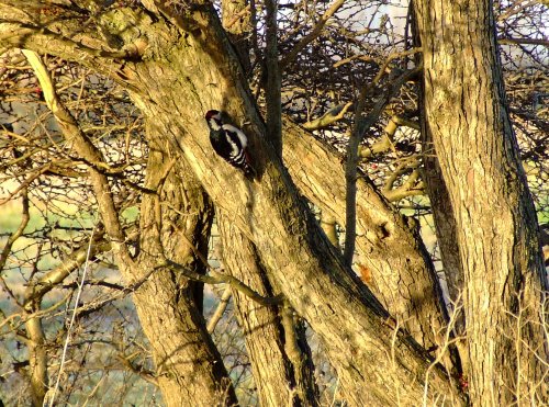 Great spotted woodpecker (male)....dendrocopus major
