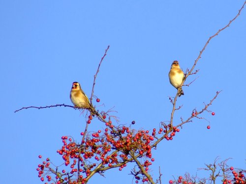Goldfinches....carduelis carduelis