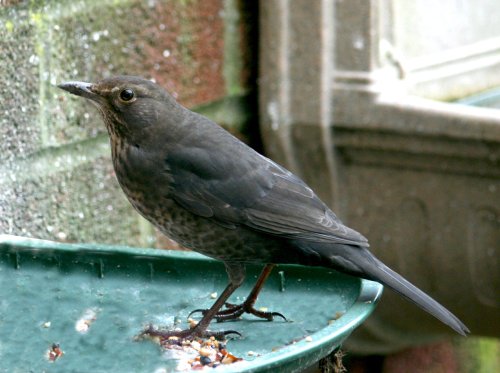 Blackbird Female.