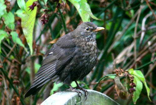 Blackbird female in my garden
