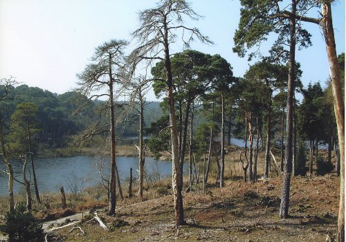 Brownsea Island Nature Reserve