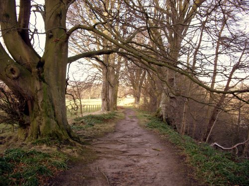 Allen Banks near Haydon Bridge, Northumberland