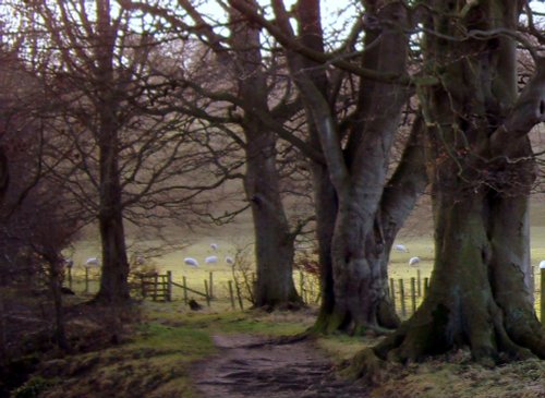 December Beech Trees