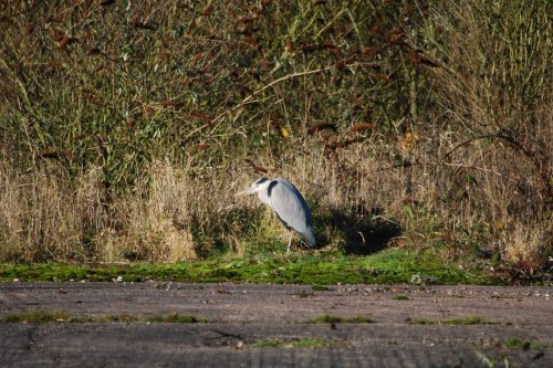 Heron at the side of the canal