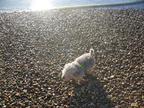 Boxing Day walk - with Boj