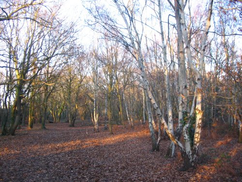 Hamble Common