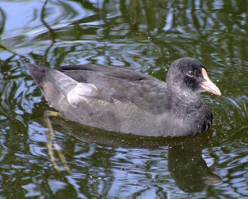 A juvenile coot....fulica atra