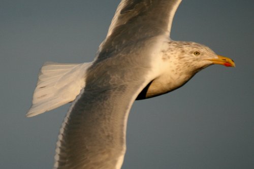 Herring Gull