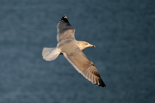 Herring Gull Juvenile.