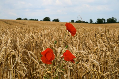 Poppies at the edge of  a cornfield