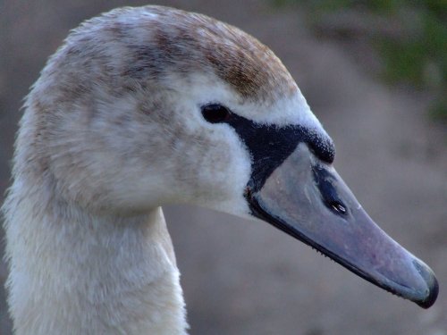 Beautiful young mute swan....cygnus olor