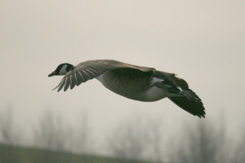Canada Goose