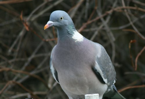 Woodpigeon.