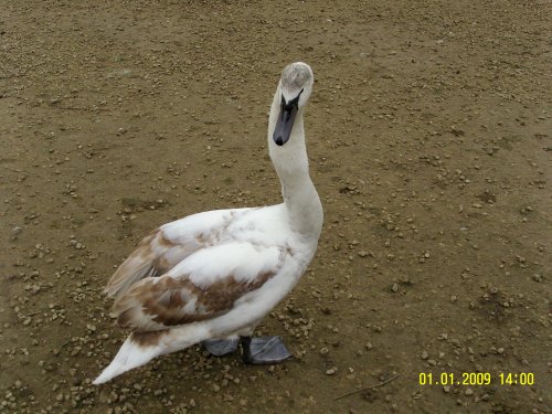 Young Swan
