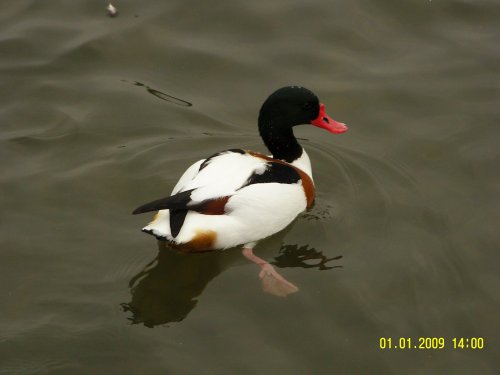 Shelduck