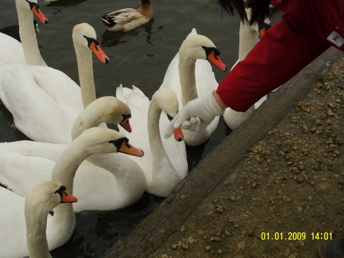 Swans