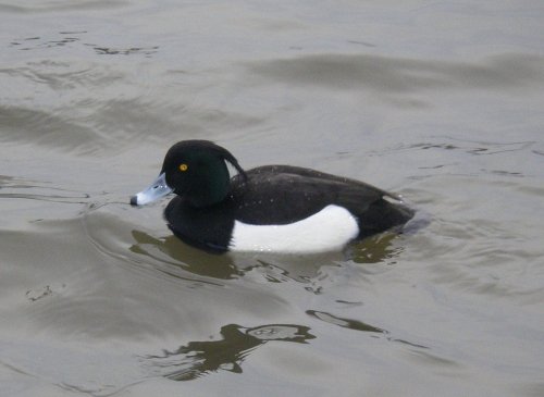 Tufted Duck