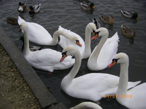 Swans