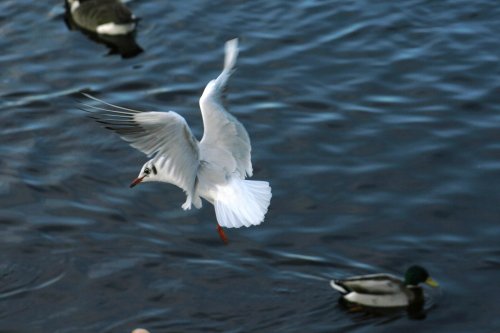 A picture of Anglezarke Moor