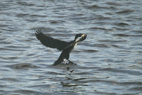 A Cormorant lands on the Tyne.