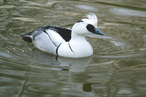 Smew