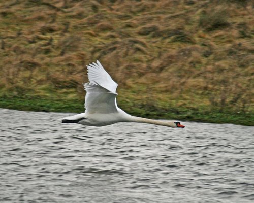 Mute Swan.