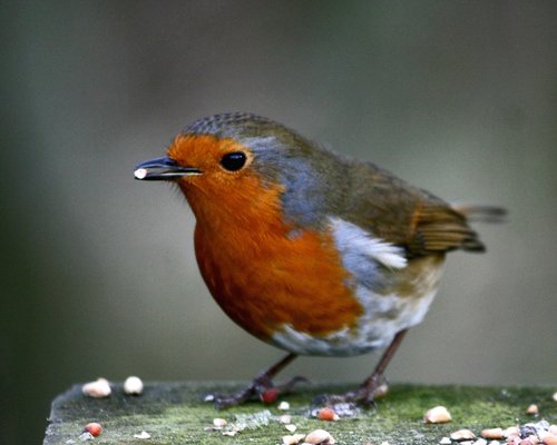 Robin in Hawthorn Wood.