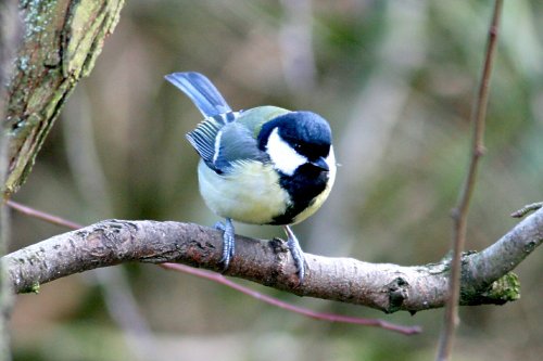 Great Tit.