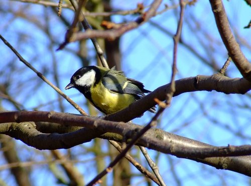 Great tit....parus major