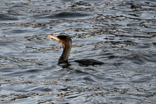 Cormorant.