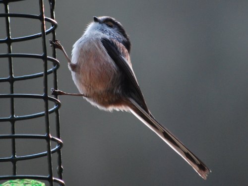 Long tailed tit at Woodchester Park