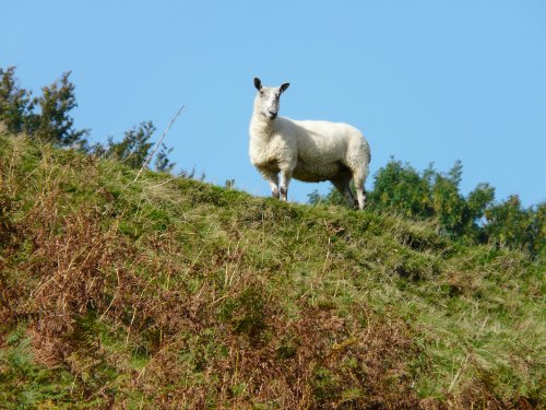 A sheep at Wimbleball