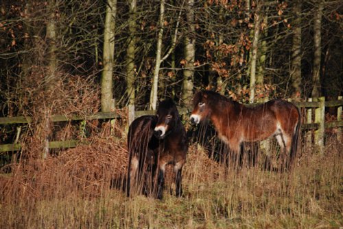 Horses at Saltwells