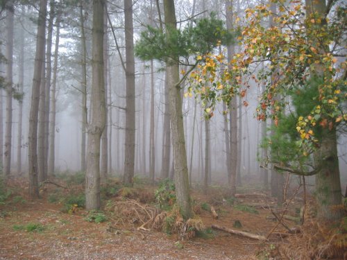 Foggy Wood - Delamere Forrest