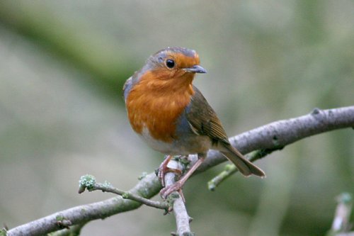 Robin.