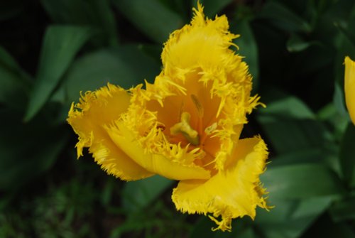 Spalding Flower show