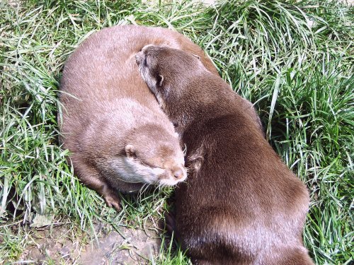 Otters