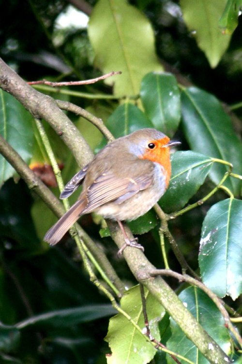 Gibside Chapel wildlife.