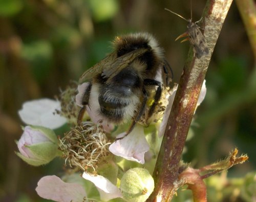 Bumble bee (bombus lucorum)