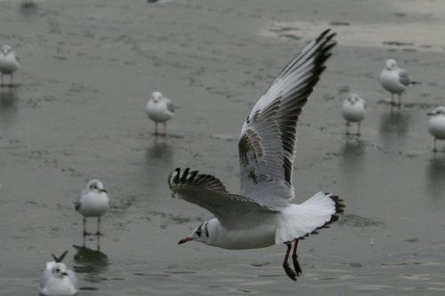 Black Headed Gull winter plumage.