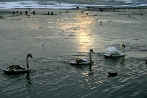 Evening at Herrington Park.