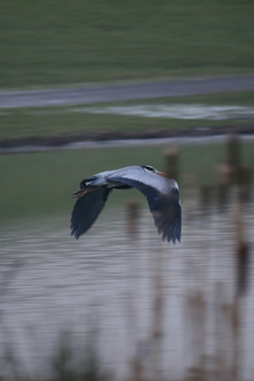 Grey Heron flies away.