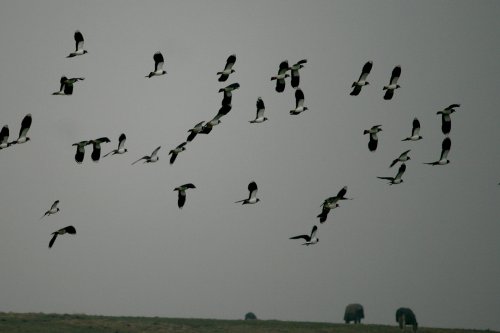 A Flock of Lapwings.