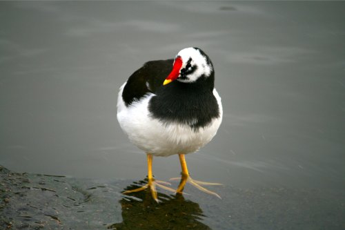 Sue's Pied Moorhen.