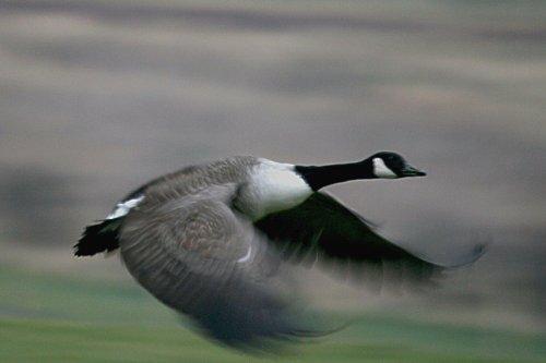 Canada Goose1