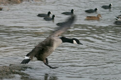 Canada Goose2