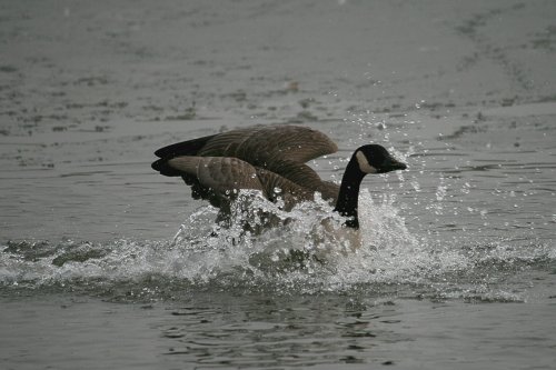 Canada Goose3