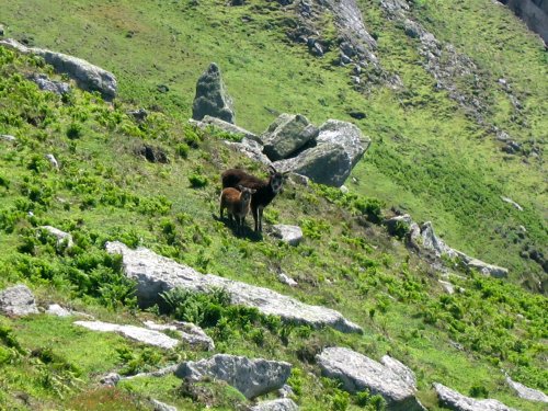 Visit to Lundy Island