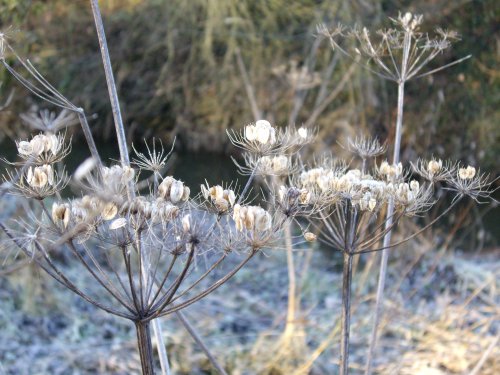 Frosty morning